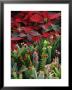 Christmas Poinsettias With Flowering Cactus In Market, San Miguel De Allende, Mexico by Nancy Rotenberg Limited Edition Print