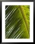 Palm Leaf, Nicoya Pennisula, Costa Rica by Robert Harding Limited Edition Print