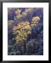 Rainforest Canopy, Springbrook National Park, Unesco World Heritage Site, Queensland, Australia by Jochen Schlenker Limited Edition Print