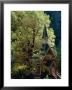 Yosemite Chapel, Yosemite Valley, Usa by John Elk Iii Limited Edition Print