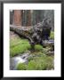 Creek With Giant Sequoia In Round Meadow, California by Rich Reid Limited Edition Print