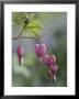 Close View Of Bleeding Heart, Or Dutchman's Breeches, Flowers by Darlyne A. Murawski Limited Edition Pricing Art Print