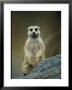 Portrait Of A Captive Meerkat by Joel Sartore Limited Edition Pricing Art Print