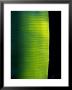 Ray Of Sunshine Pierces The Darkness And Illuminate A Banana Leaf, Julatten, Queensland, Australia by Jason Edwards Limited Edition Print