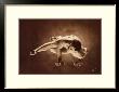 Lezard by Louis Ducharme Limited Edition Pricing Art Print