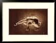 Lezard by Louis Ducharme Limited Edition Print