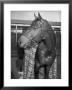 Championship Horse Seabiscuit Standing In Stall After Winning Santa Anita Handicap by Peter Stackpole Limited Edition Print