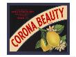 Corona by Elizabeth Garrett Limited Edition Pricing Art Print