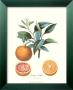 Tangerine by Pierre-Antoine Poiteau Limited Edition Print