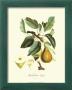 Bartlett Pear by Pierre-Antoine Poiteau Limited Edition Print