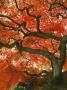 Underside Of Japanese Maple Tree In Garden, Portland, Oregon, Usa by Steve Terrill Limited Edition Print