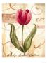 Copper Tulip by Sophia Davidson Limited Edition Pricing Art Print