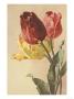 Tulip by Elizabeth Garrett Limited Edition Pricing Art Print
