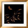 Winter Butterflies Ii by Jennifer Perlmutter Limited Edition Print