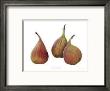 Three Figs by Pamela Stagg Limited Edition Print
