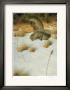 Hunting For Voles by Claudio D'angelo Limited Edition Print