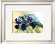 Dark Wax Iris by Lynn Donoghue Limited Edition Print