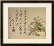 Cassia by Yun Shouping Limited Edition Print
