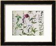 Eight Studies Of Wild Flowers by Albrecht Durer Limited Edition Print
