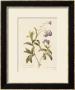 Forget-Me-Not by Pierre-Joseph Redouté Limited Edition Pricing Art Print