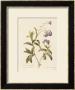 Forget-Me-Not by Pierre-Joseph Redoute Limited Edition Print