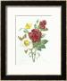 Botanical Study Of Hellebore by Pierre-Joseph Redoute Limited Edition Pricing Art Print