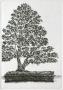 Bonzai I by Marc Jurt Limited Edition Pricing Art Print