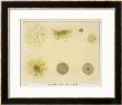 Diagram Showing Various Clusters Of Stars by Charles F. Bunt Limited Edition Pricing Art Print