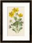 Marsh Marigold Depicted With Bellis Perennis, Common Daisy by F. Edward Hulme Limited Edition Print