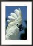 Umbrella Cockatoo, Displaying And Calling, Indonesia by Brian Kenney Limited Edition Print