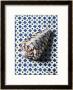 Shell (Coquillage) by Isy Ochoa Limited Edition Print