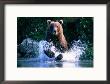 Grizzly Bear Running In Kinak Bay, Katmai National Park, U.S.A. by Mark Newman Limited Edition Print