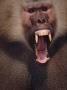 Hamadryas Baboon Male Threat Display, Baring Teeth by Anup Shah Limited Edition Print