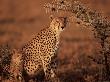 Cheetah Female And Cub, Masai Mara, Kenya by Anup Shah Limited Edition Print