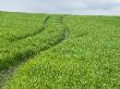 Grassy Hillside With Curving Wheel Tracks Running Through It, France by Stephen Sharnoff Limited Edition Print