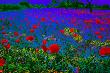 Poppy Field by Norbert Schafer Limited Edition Pricing Art Print