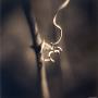 Twisting Vine by Jennifer Shaw Limited Edition Print