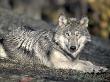 Female Timber Wolf Resting, Northern, Canada by Ralph Reinhold Limited Edition Print