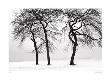 Brittle Trees, Chicago, C.1999 by Jay Wesler Limited Edition Pricing Art Print