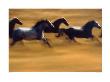 Galloping Horses by Ernst Haas Limited Edition Pricing Art Print