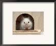 White Mouse In Hutch by Petra Wegner Limited Edition Print