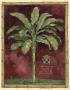 Caribbean Palm Ii by Betty Whiteaker Limited Edition Print