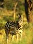 A Plains Zebra Stands Patiently In The Grass by Beverly Joubert Limited Edition Print