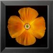 California Poppy by Harold Feinstein Limited Edition Pricing Art Print