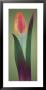 Tulip Chromatics Ii by Robert Mertens Limited Edition Pricing Art Print