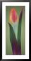 Tulip Chromatics Ii by Robert Mertens Limited Edition Pricing Art Print