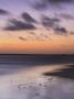 Ghost Crabs At Dusk On Kizingo Beach, Lamu Island, Kenya, East Africa, Africa by Lizzie Shepherd Limited Edition Print