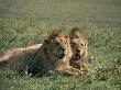 Two Male Lions In Chobe National Park by Beverly Joubert Limited Edition Print