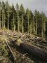 Line Of Trees Exposed By Clear Cutting by Stephen Sharnoff Limited Edition Print