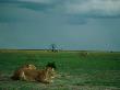 African Lions Patiently Wait For Their Next Meal To Come Along by Beverly Joubert Limited Edition Print